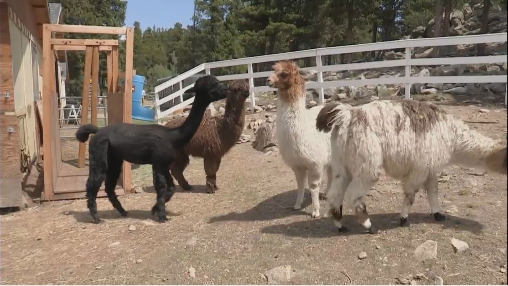 Apocalypse 101 S01E03 backdrop