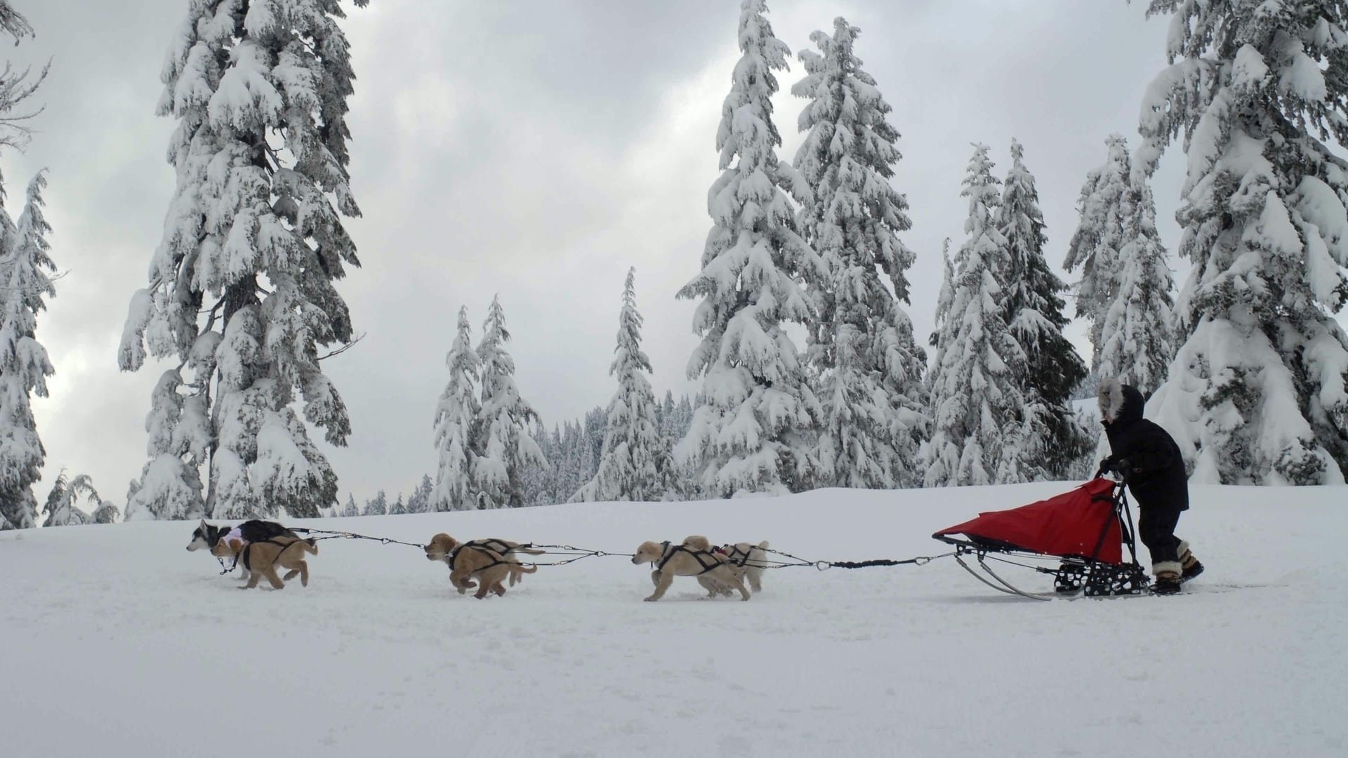 Supercuccioli sulla neve