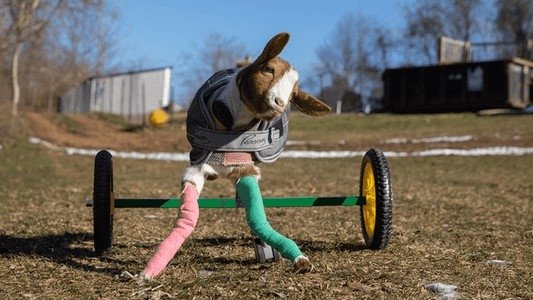 The Wizard of Paws 4x4