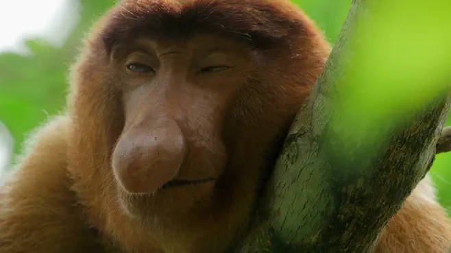 Planeta Selva - Épisode 3