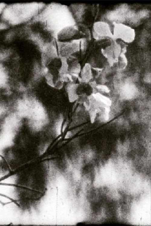 Poster for A Thousand Days, A Thousand Nights