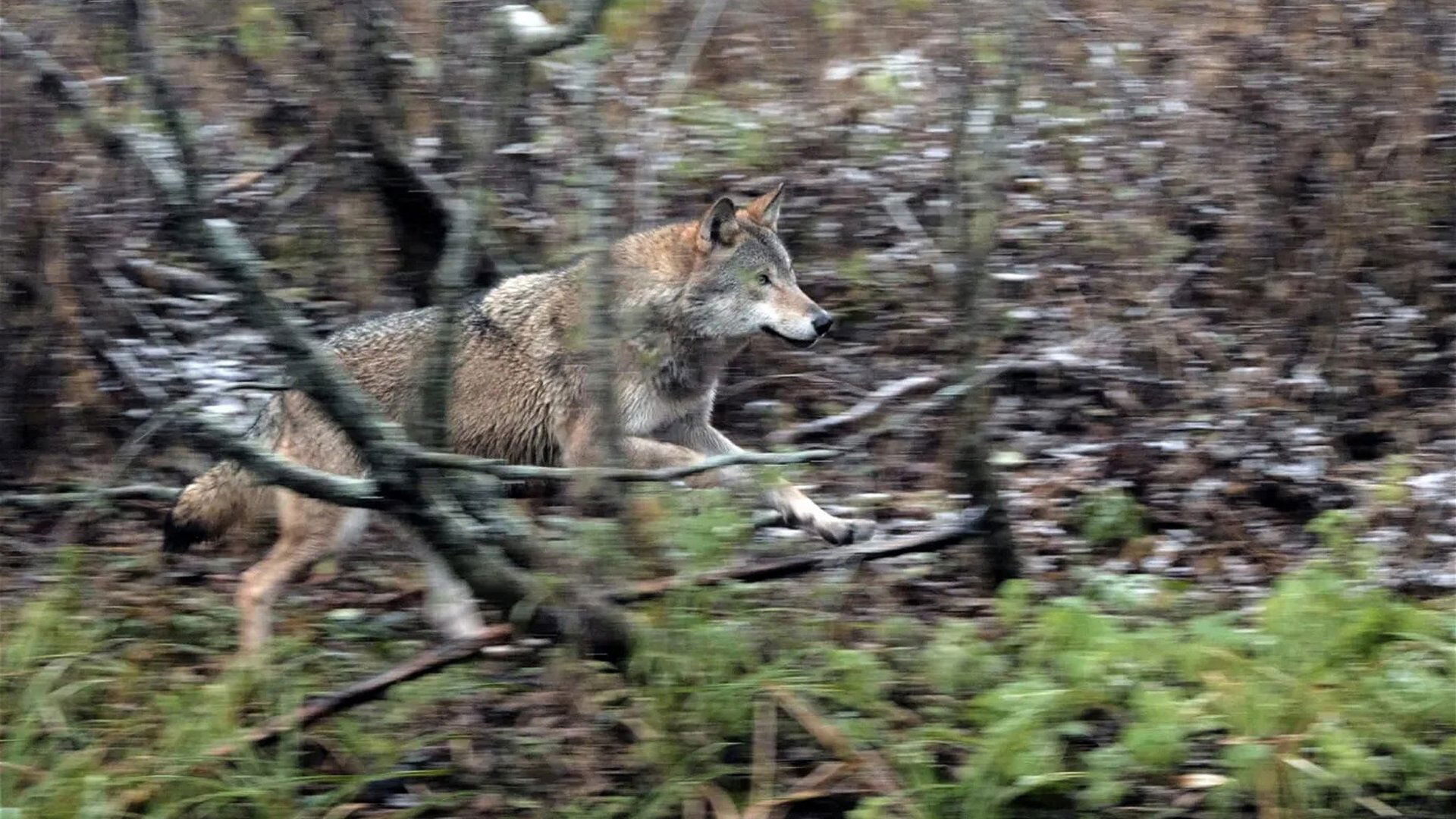 Wolf: Wanderer Without Borders (2022)
