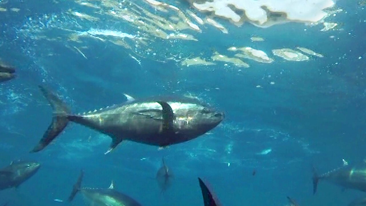 Cultivating the Seas: History and Future of the Full-Cycle Cultured Kindai Tuna