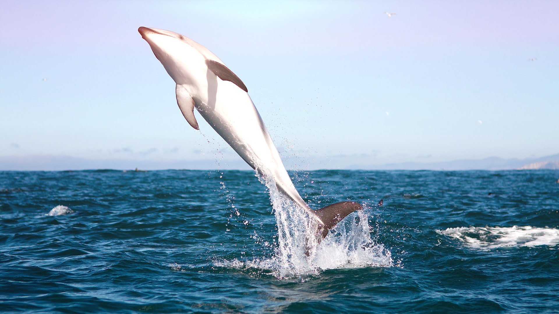 Thumbnail for Dolphins Season 1 Episode 9