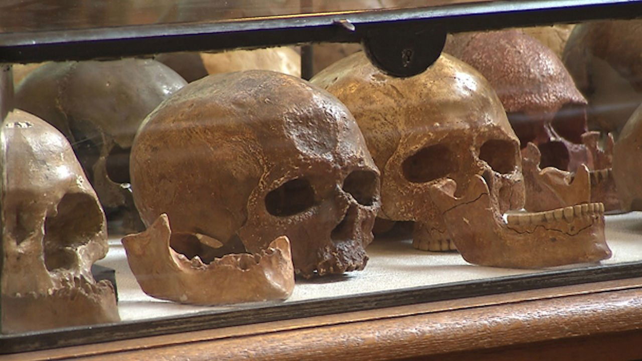 Sur nos traces - L'homme de Neandertal