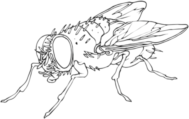 Flies Collective