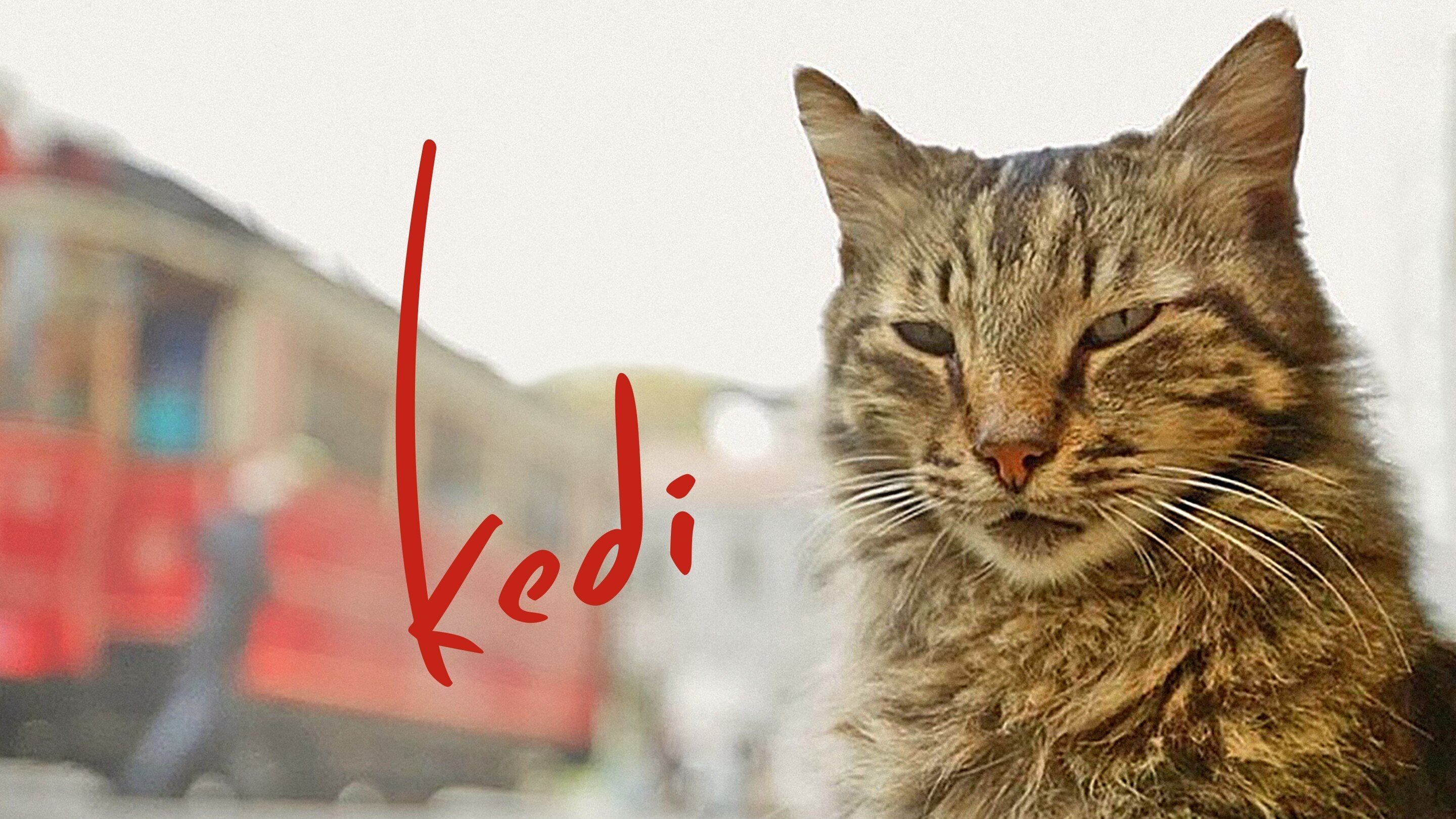 Image du film Kedi : des chats et des hommes bjajlzyplcqkb8rywcwj5doiwoljpg