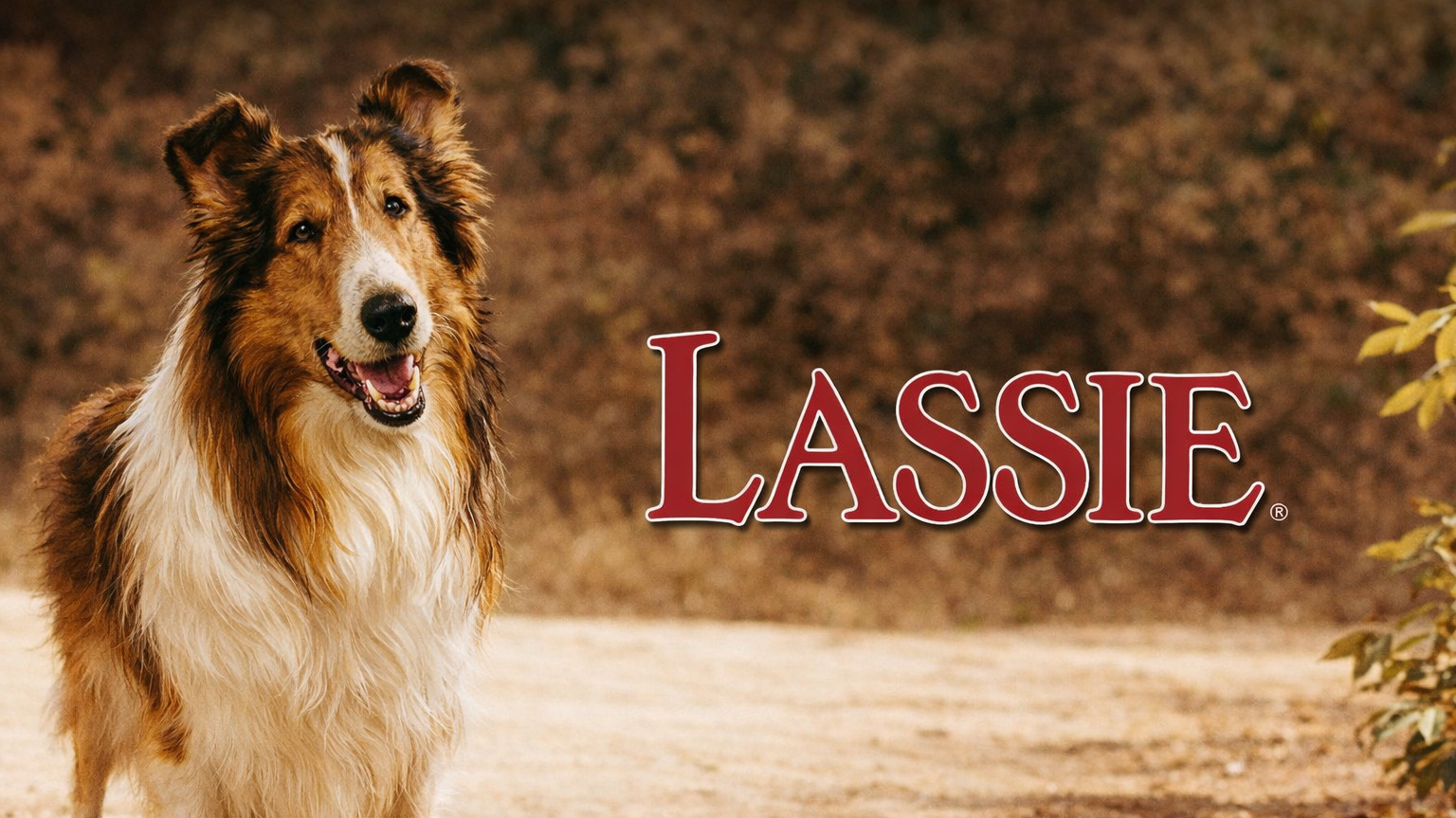Lassie: Disappearance