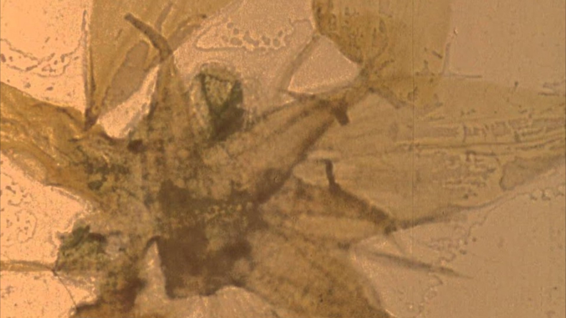 Mothlight (1963)