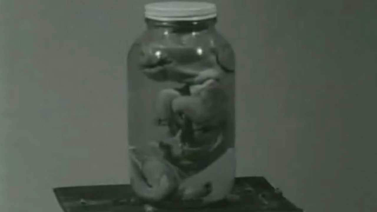 Pig (1999)