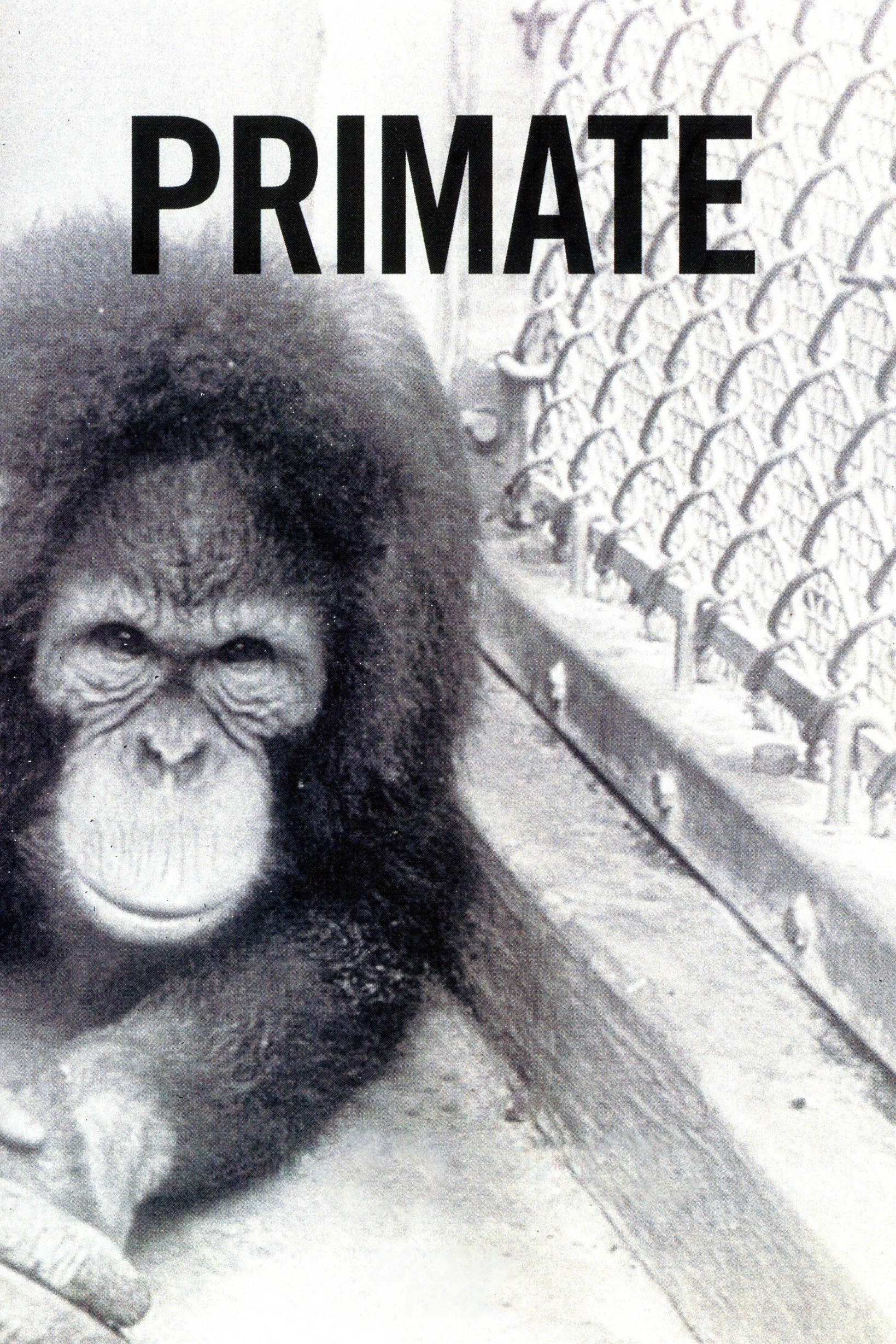 Primate