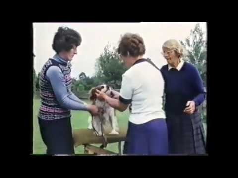 Training Dogs the Woodhouse Way - Épisode 7