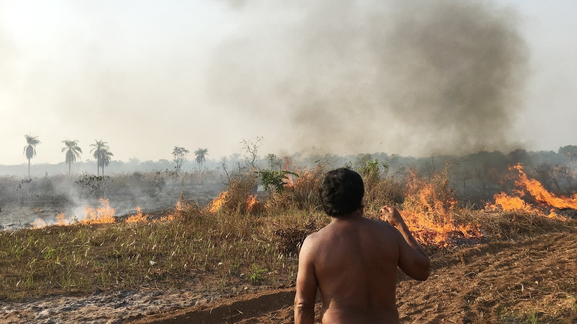 Fogo na Floresta