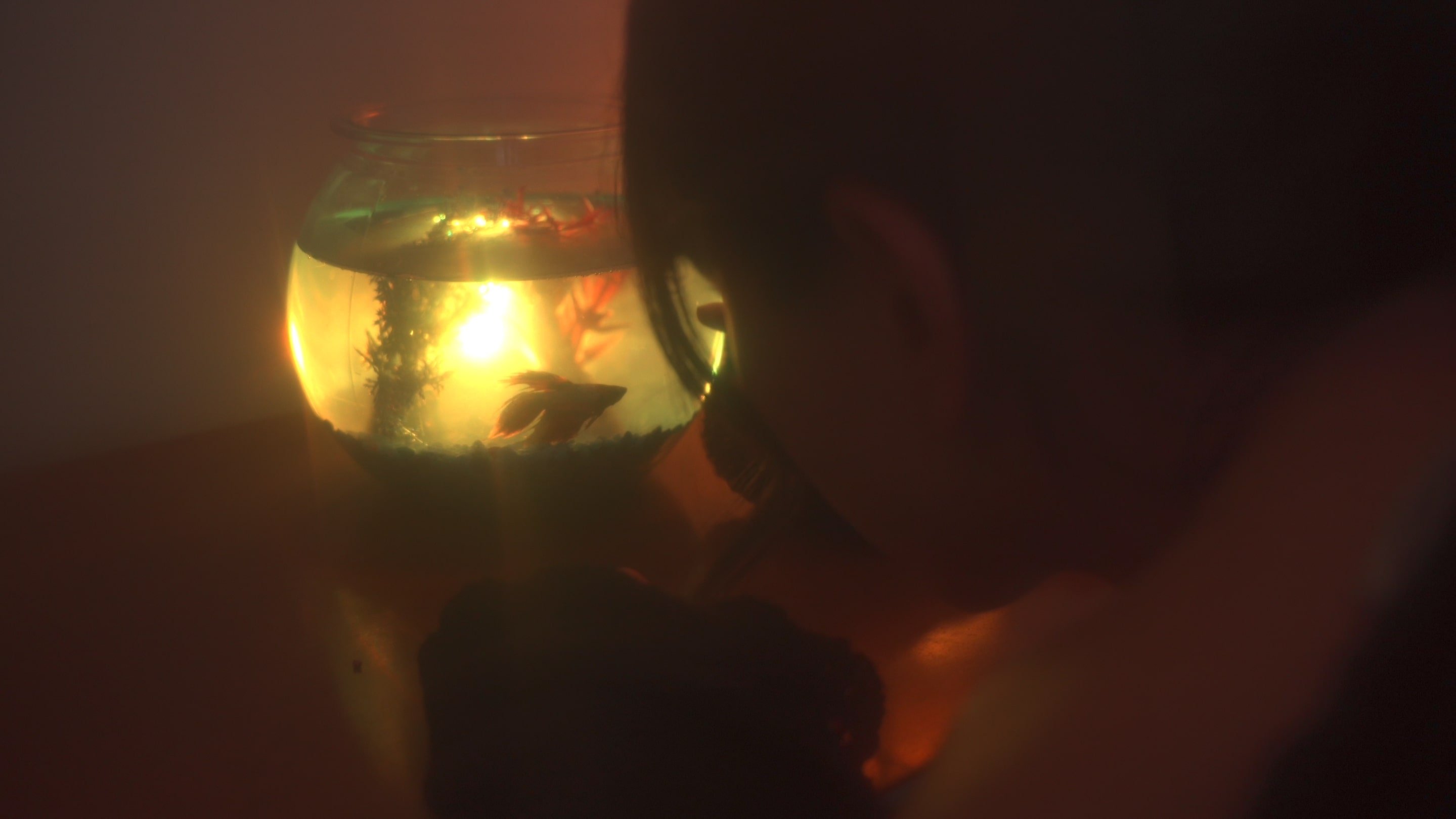 Devils in the Bush (1970)