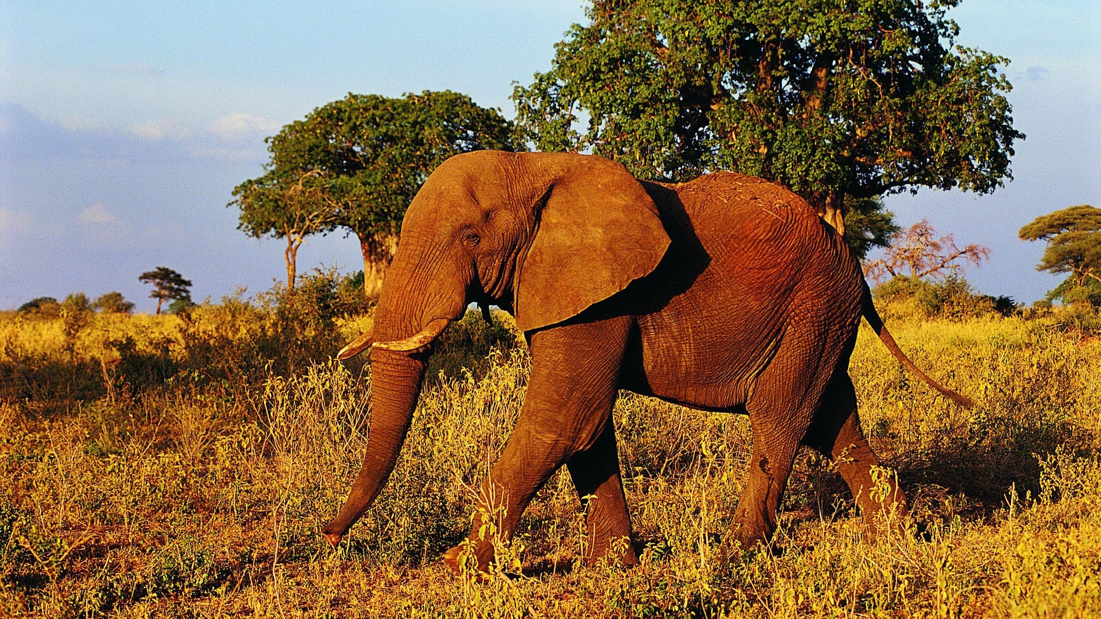 Thumbnail for Africa Season 1 Episode 3