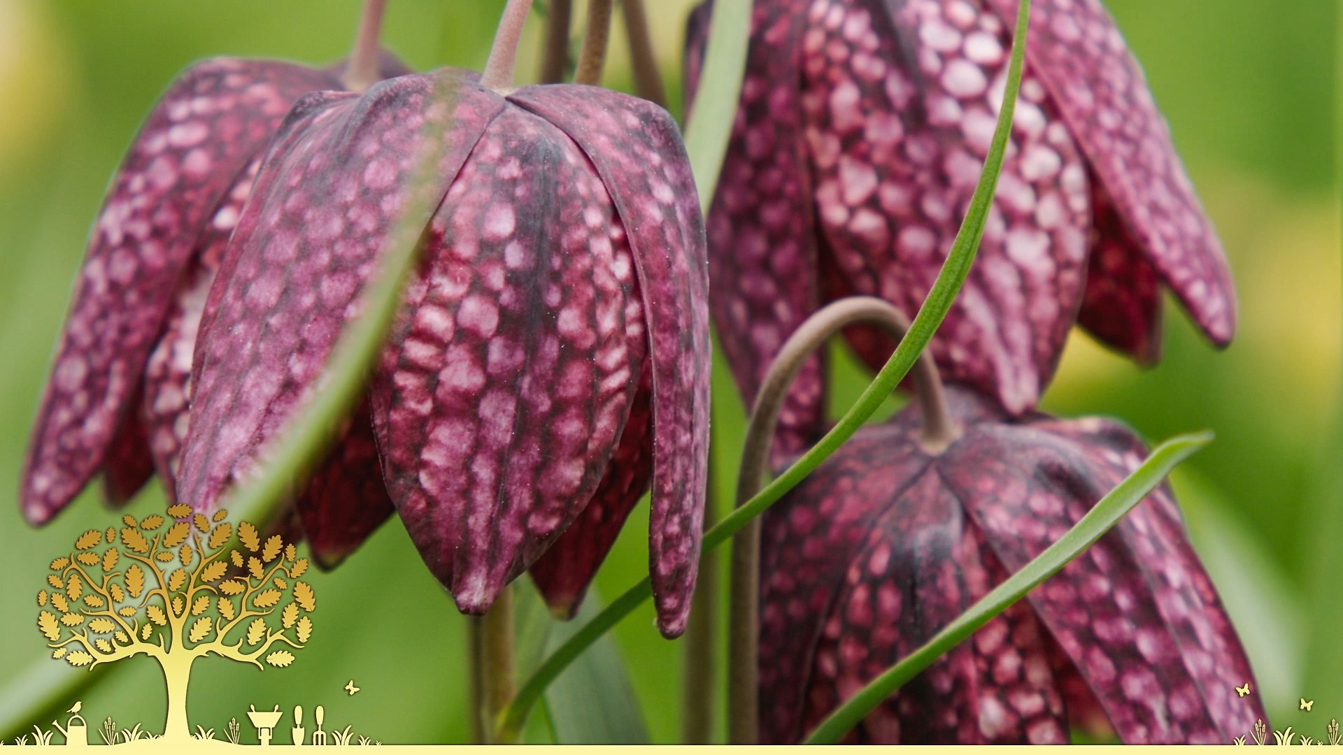 Gardeners' World 54x5