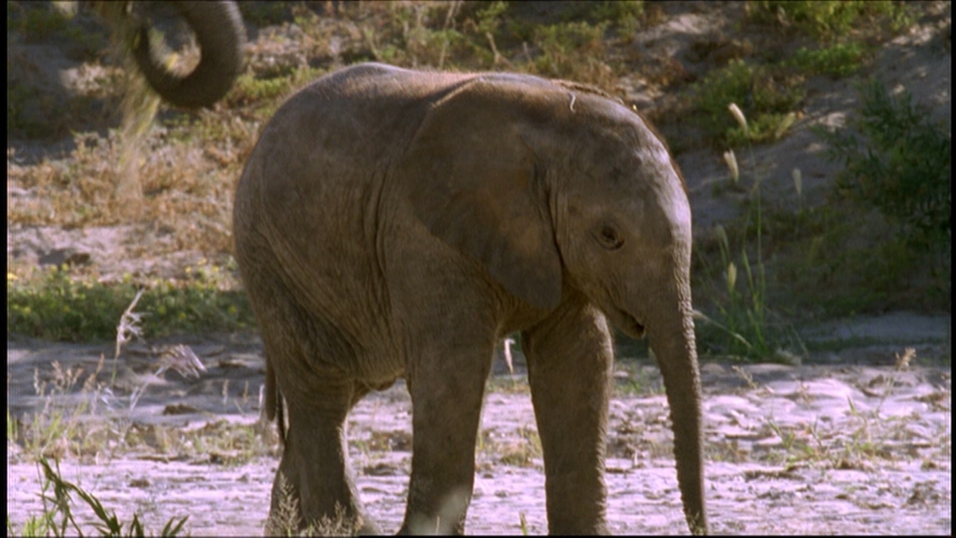 Thumbnail for Elephant Nomads of the Namib Desert Season 0 Episode 21