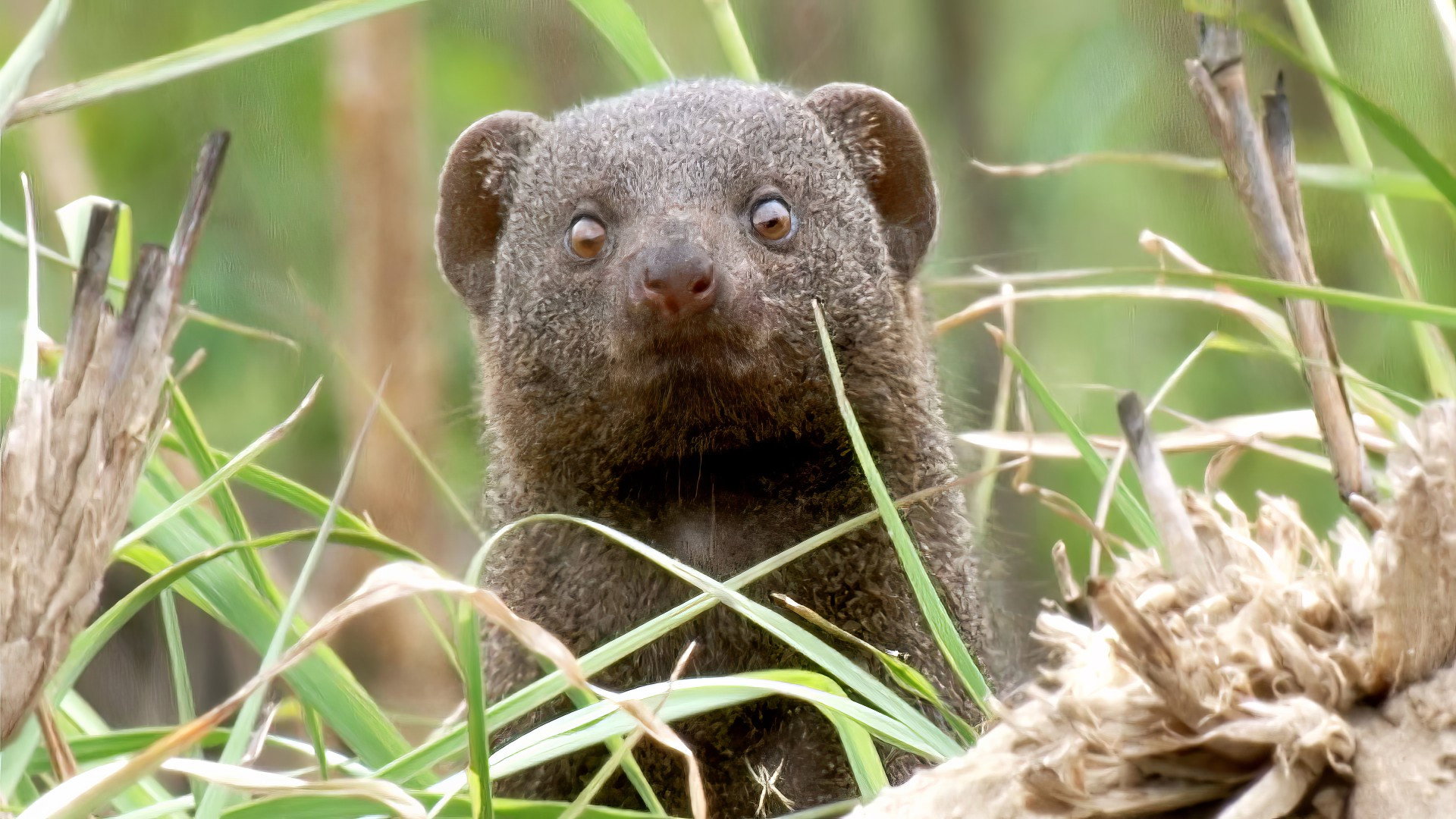 Earth Odyssey with Dylan Dreyer S05E11 backdrop