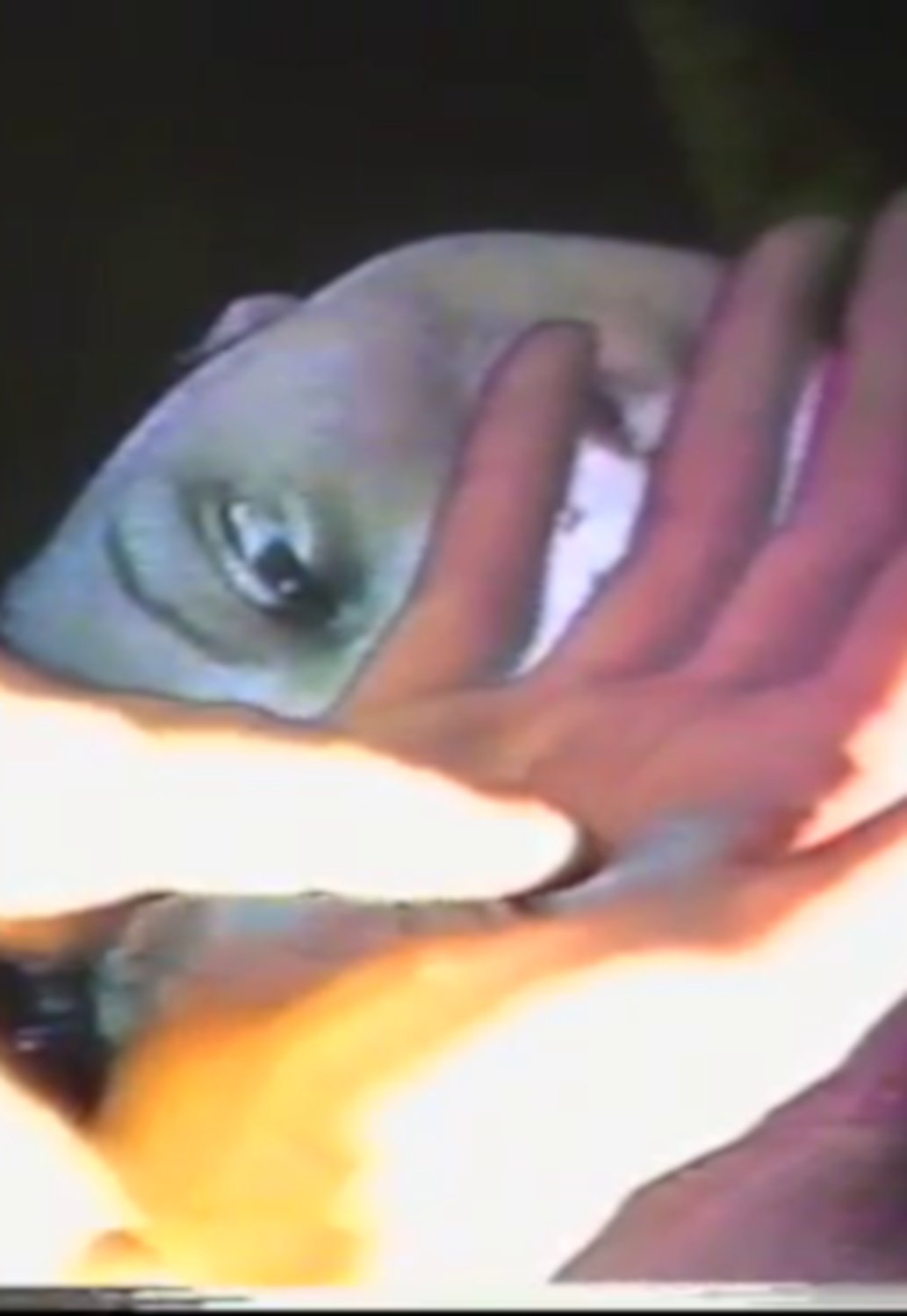 Eleven - Verstehen ist wie Hitze