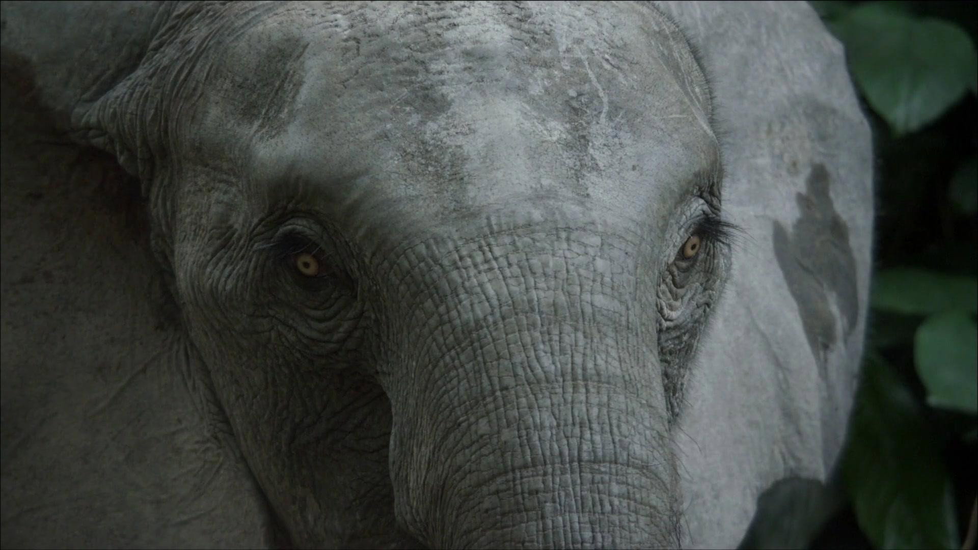 Waiting for Elephants (2015) - Backdrops — The Movie Database (TMDB)