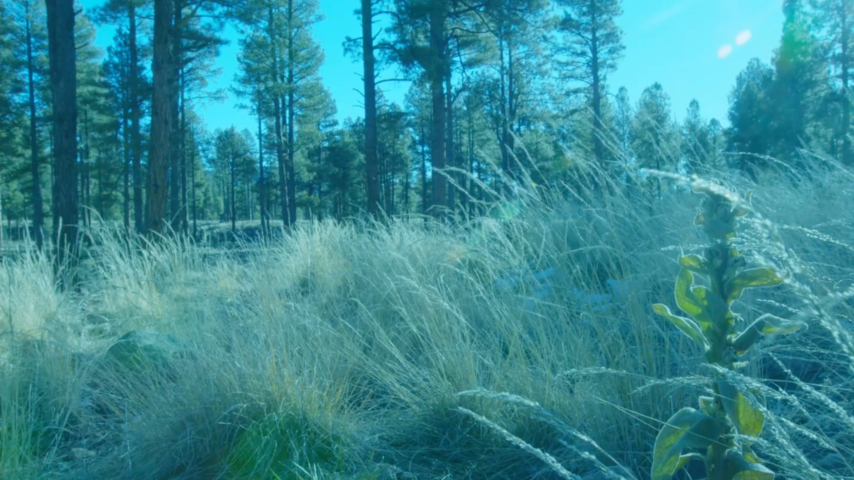 Where Trees Grow Tall