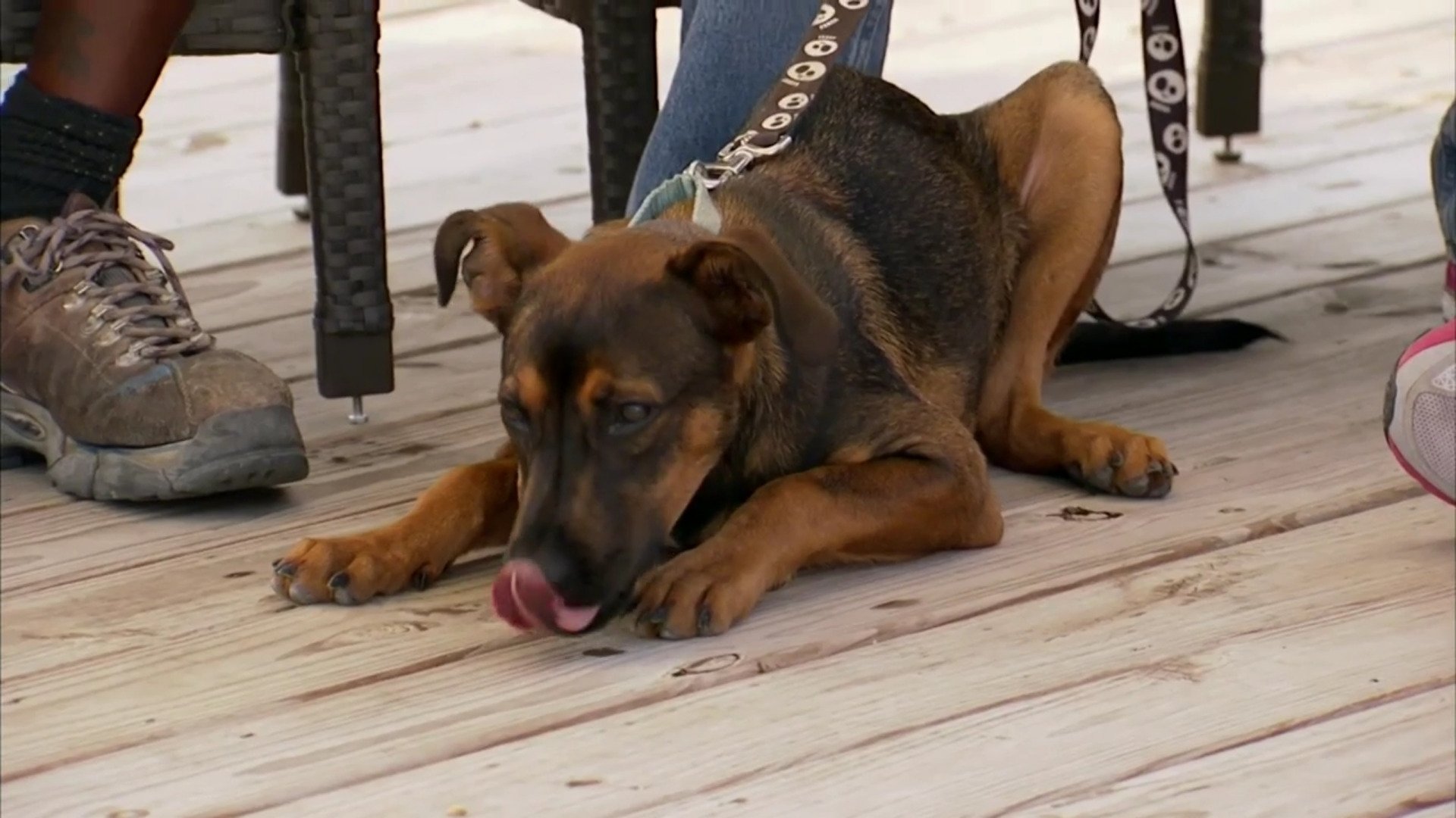 Pitbulls et prisonniers - Épisode 15