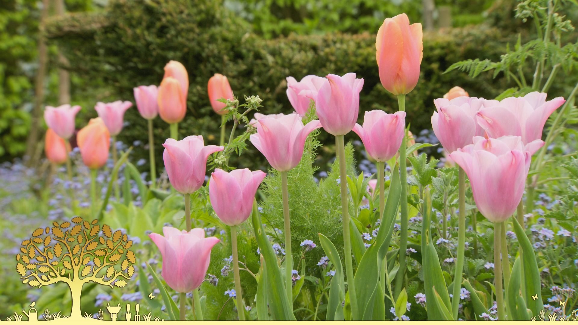 Gardeners' World 54x9