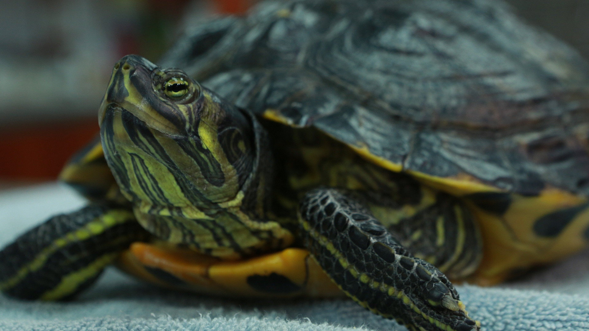 Dr. K's Exotic Animal ER S02E08 backdrop