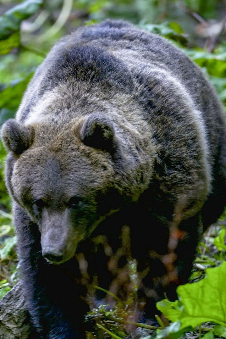 Au cœur des Carpates : Le Royaume de l'ours