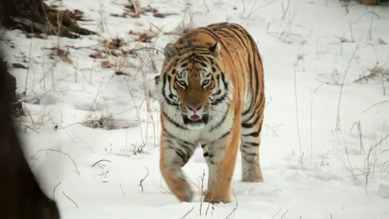 Si J'étais un animal - Si j'étais un tigre
