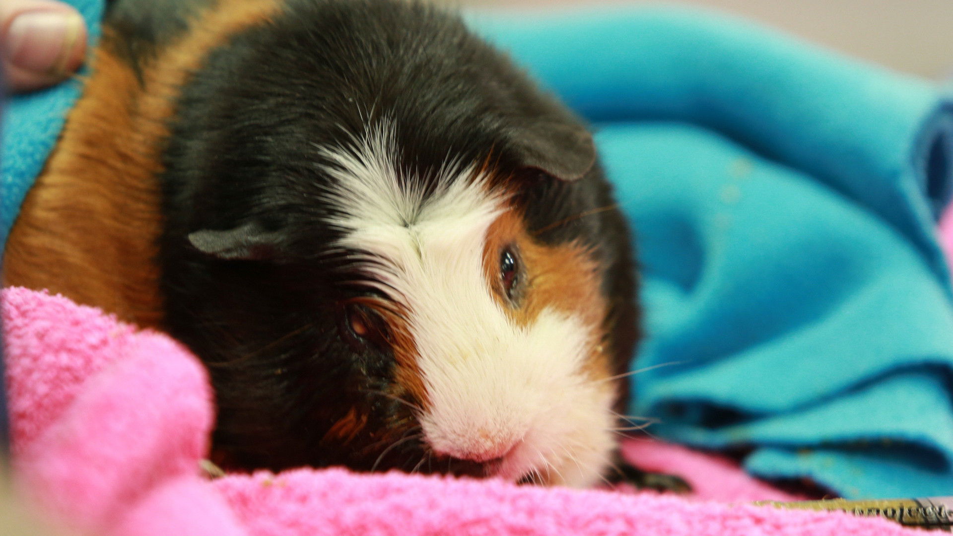 Dr. K's Exotic Animal ER S02E06 backdrop