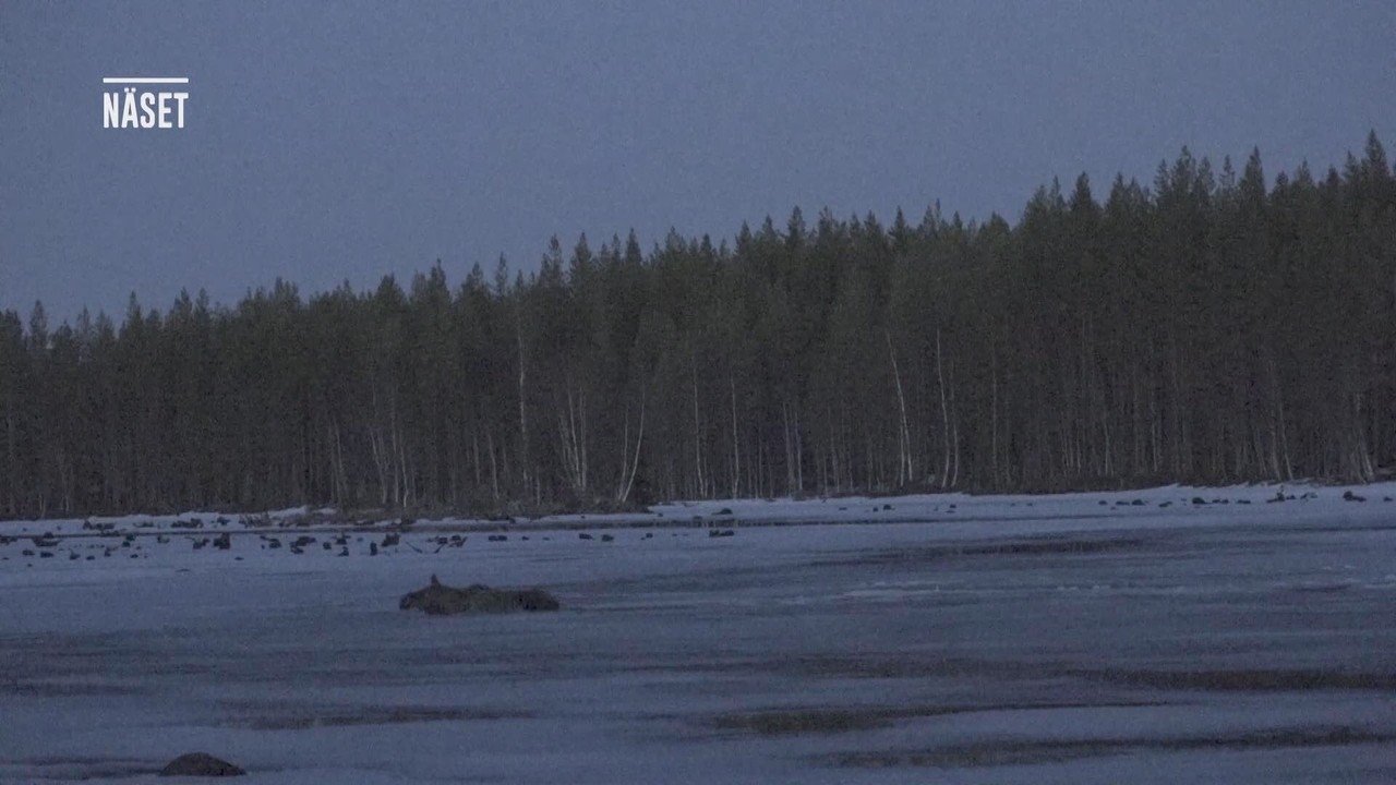 Den stora älgvandringen