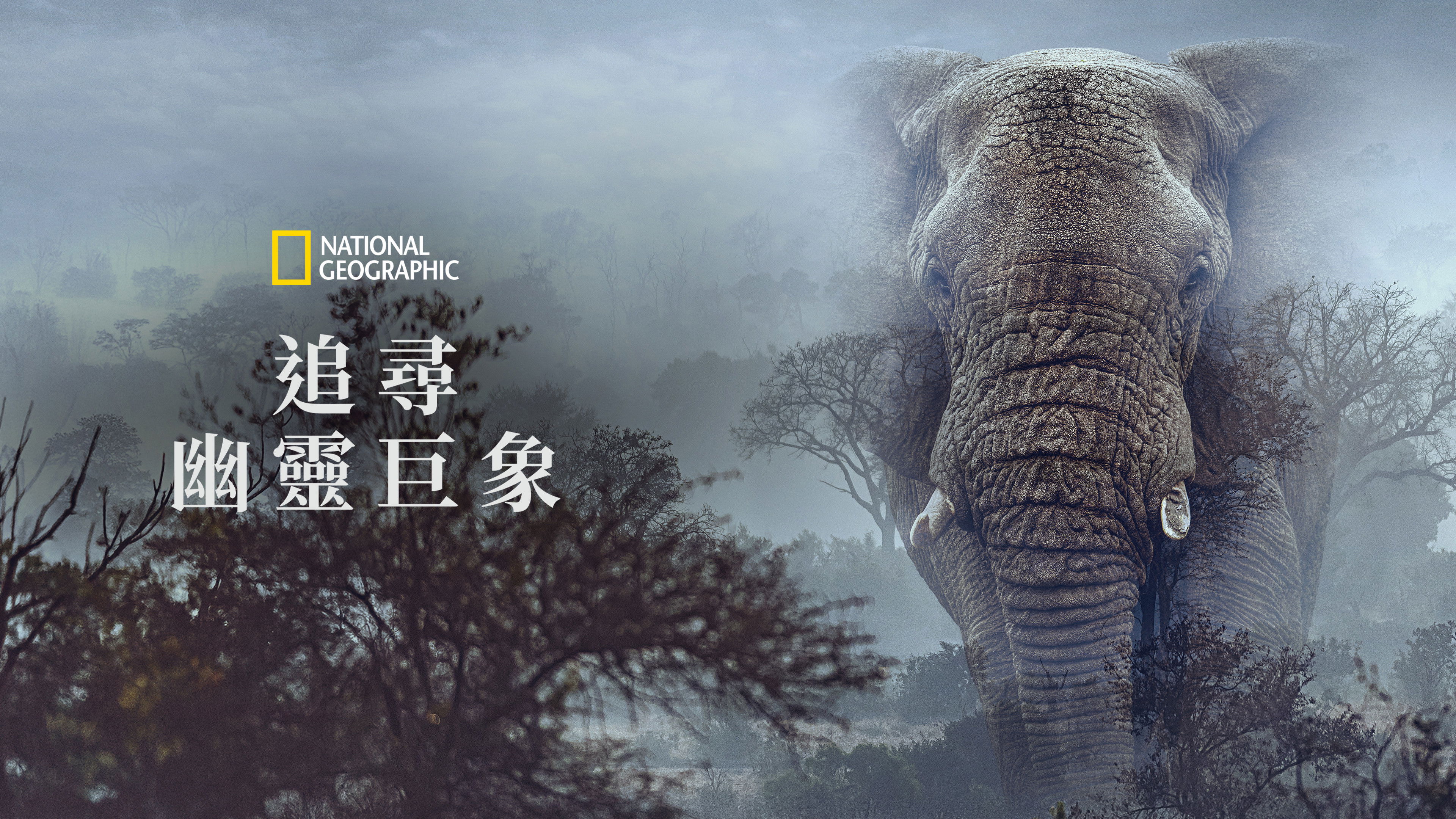 Ghost Elephants backdrop