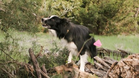 Délit de preuve - Chiens de cadavres