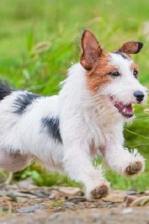 et billede af Seven Blessings