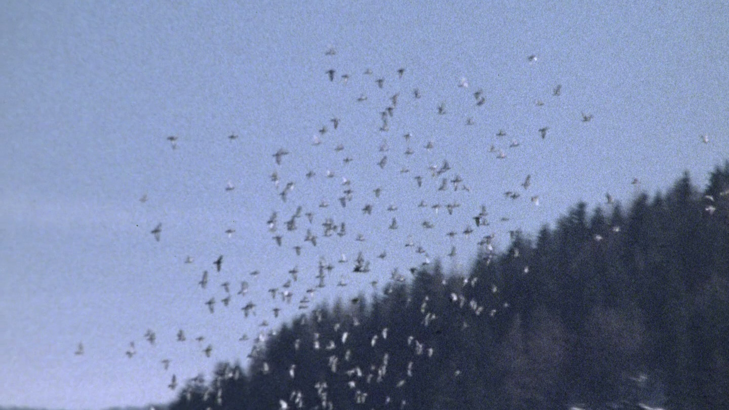 Die große Ekstase des Bildschnitzers Steiner (1974)