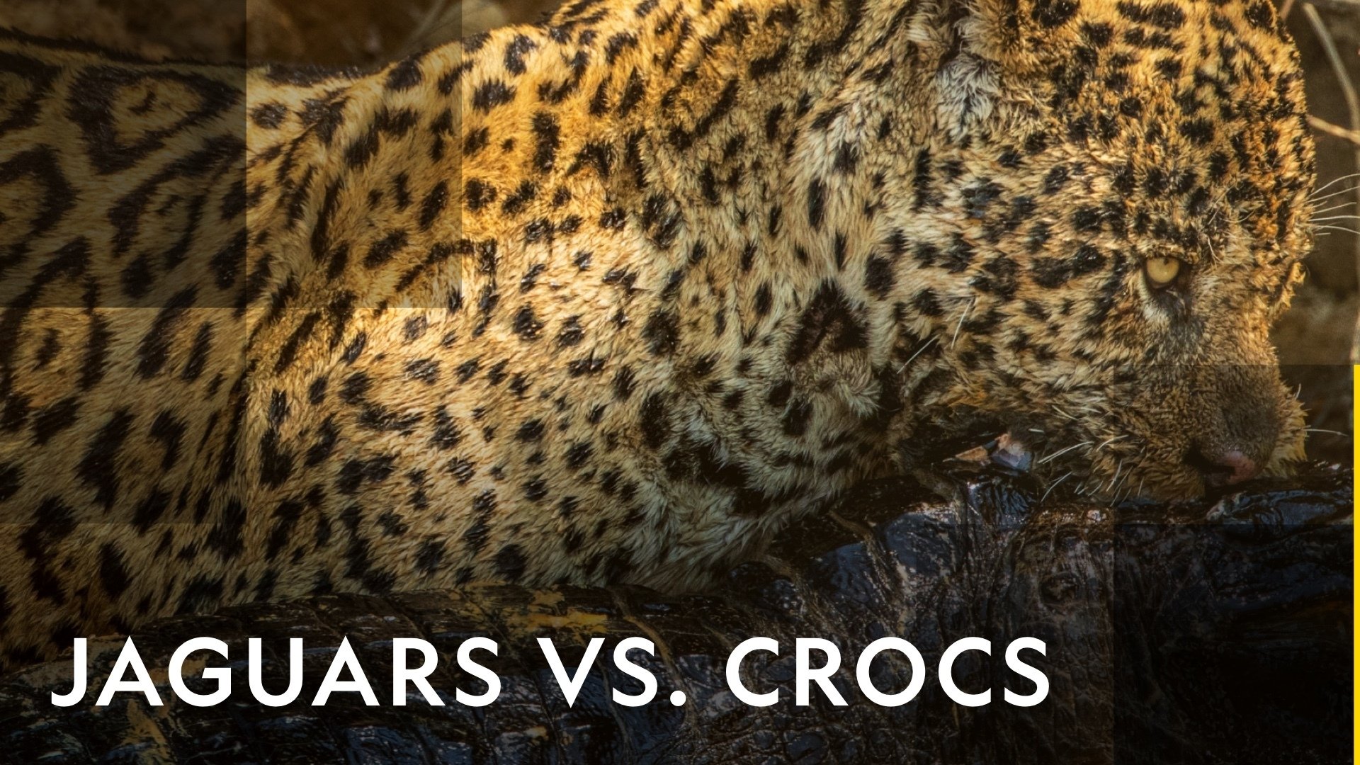 Jaguars vs. Crocs (2017)