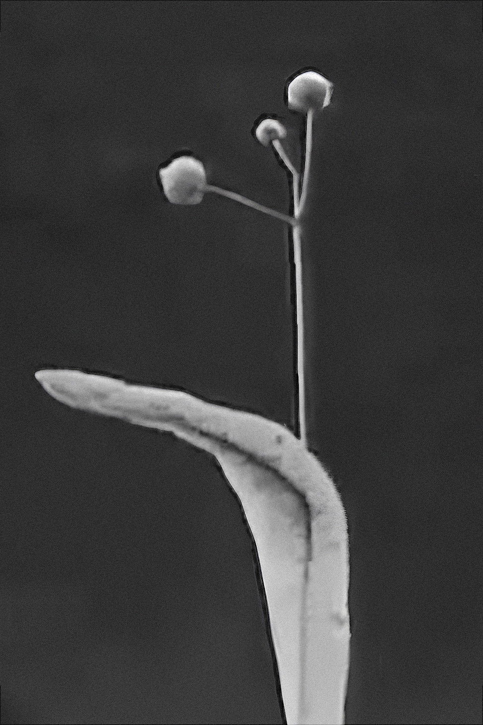 Poster for Seeds and Seed Dispersal