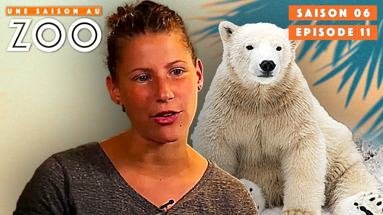 Une saison au zoo - Kati l'Ours Polaire est Blessée à la Patte !