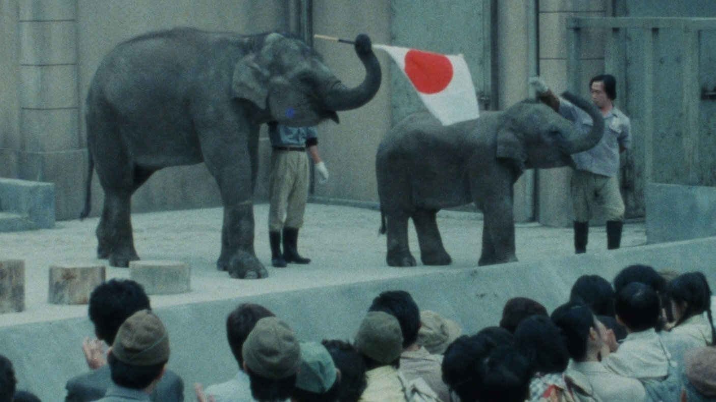 Baby Elephant Story: The angel who descended to earth