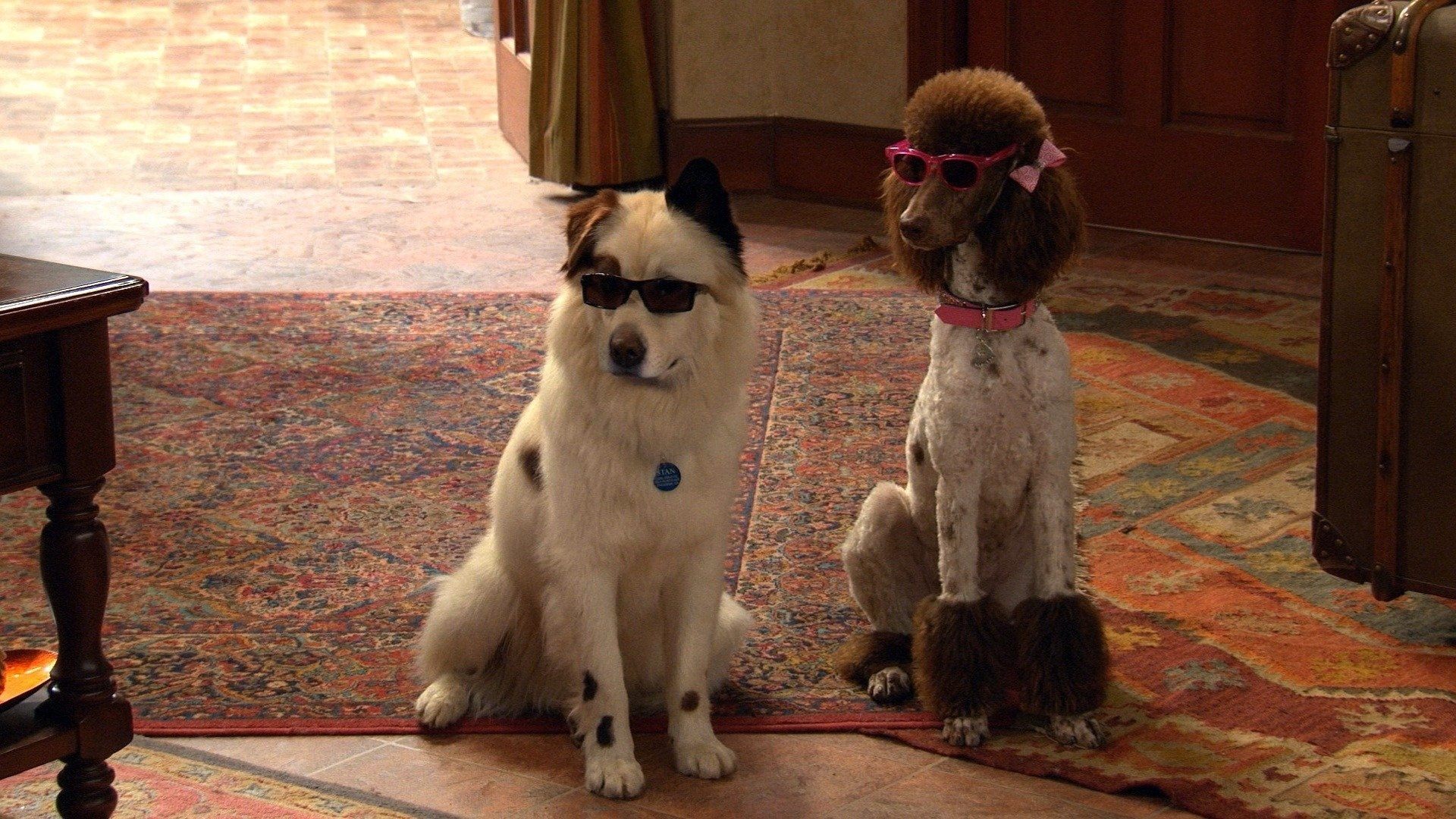 Dog with a Blog