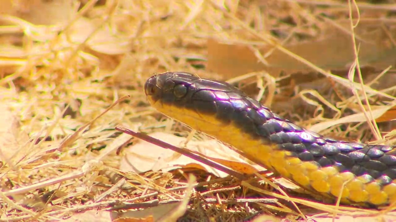72 Dangerous Animals: Australia