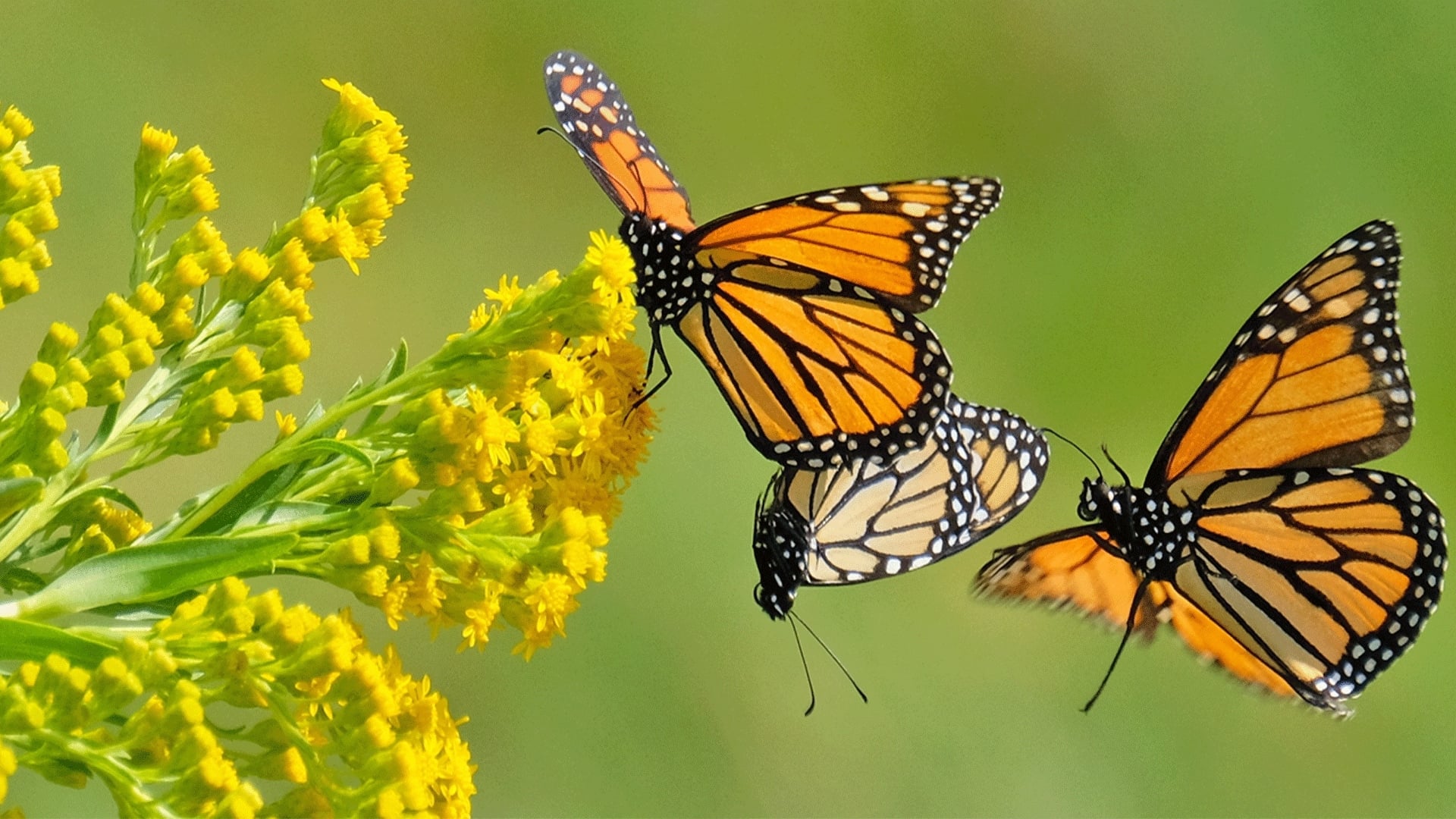 Beauty on the Wing: Life Story of the Monarch Butterfly