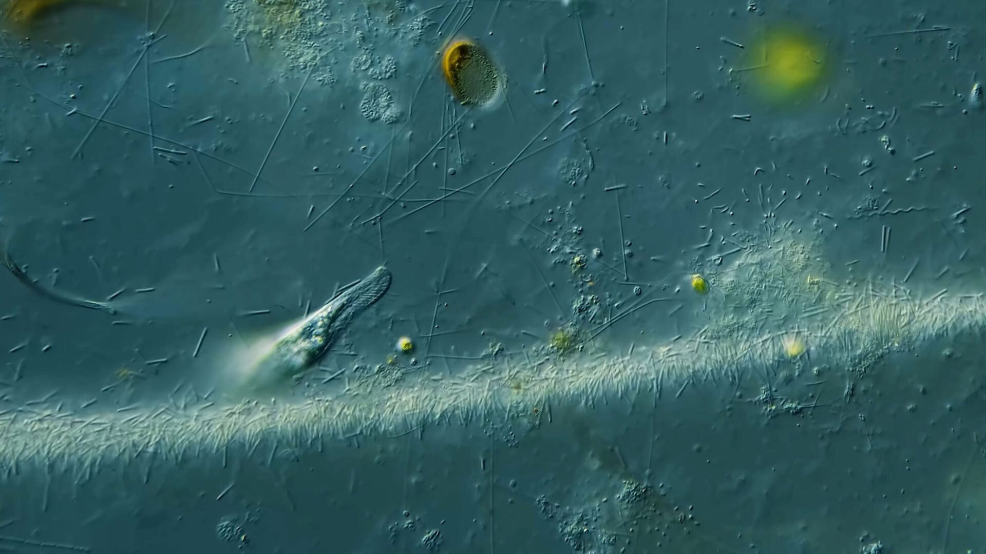 Journey to the Microcosmos