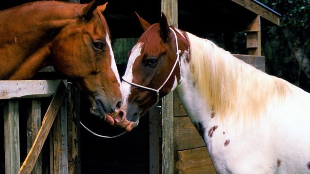 Thumbnail for Horses Season 1 Episode 2