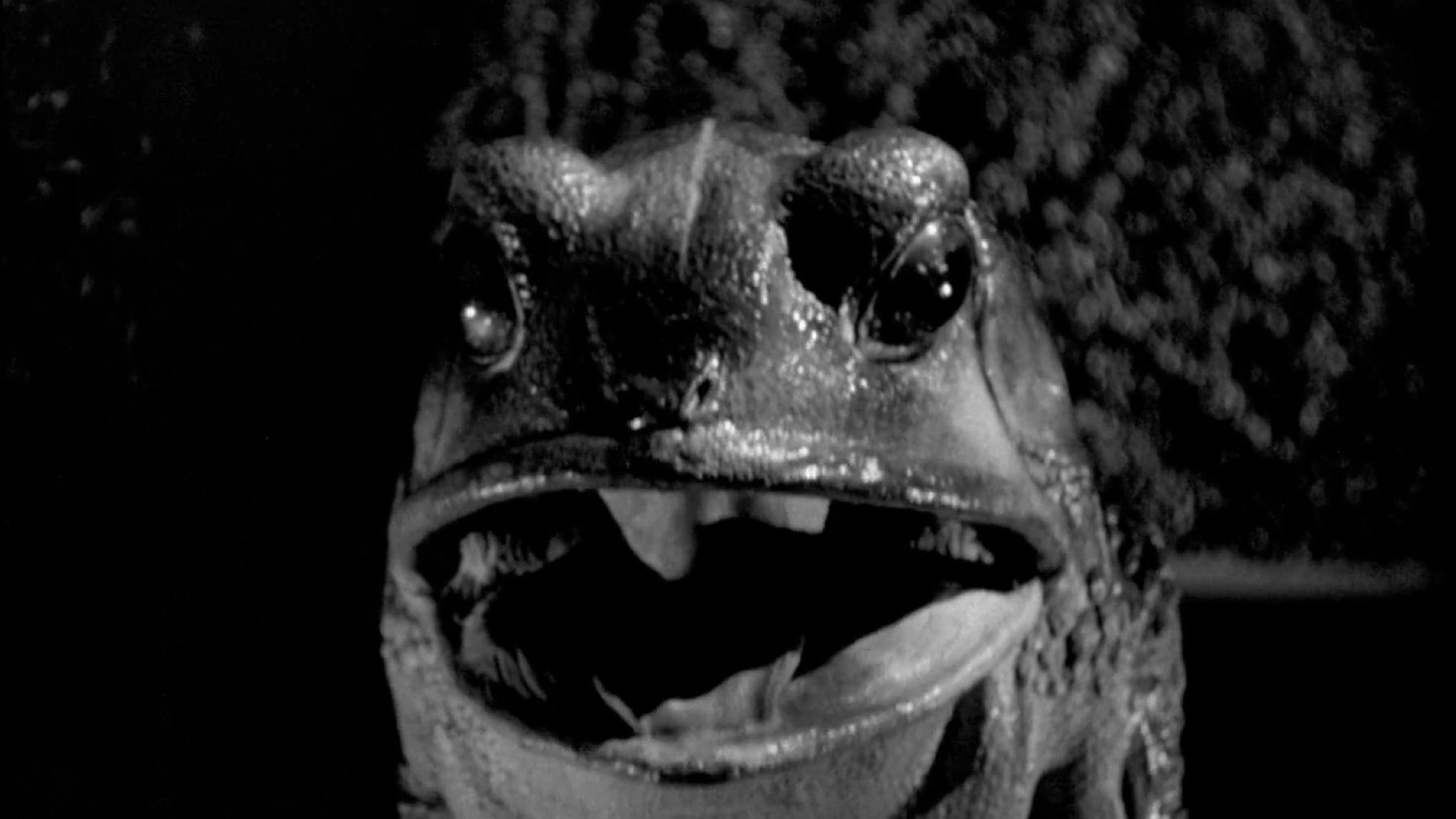 The Maze (1953)