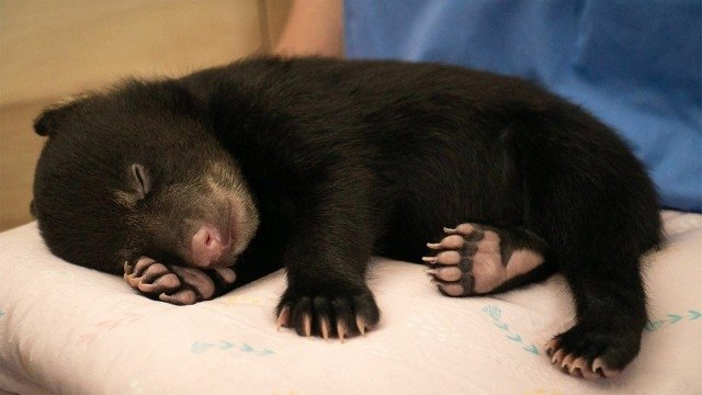 Thumbnail for The Littlest Cub Season 1 Episode 1