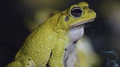 Thumbnail for The Marine Ecosystem Season 1 Episode 3