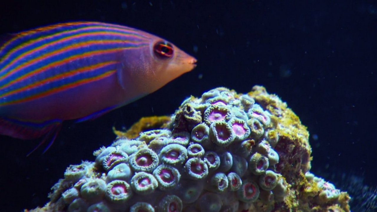 Tanked