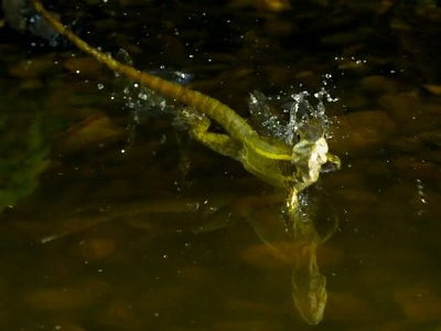 S1E9 · Jesus Lizard and Ghost Science